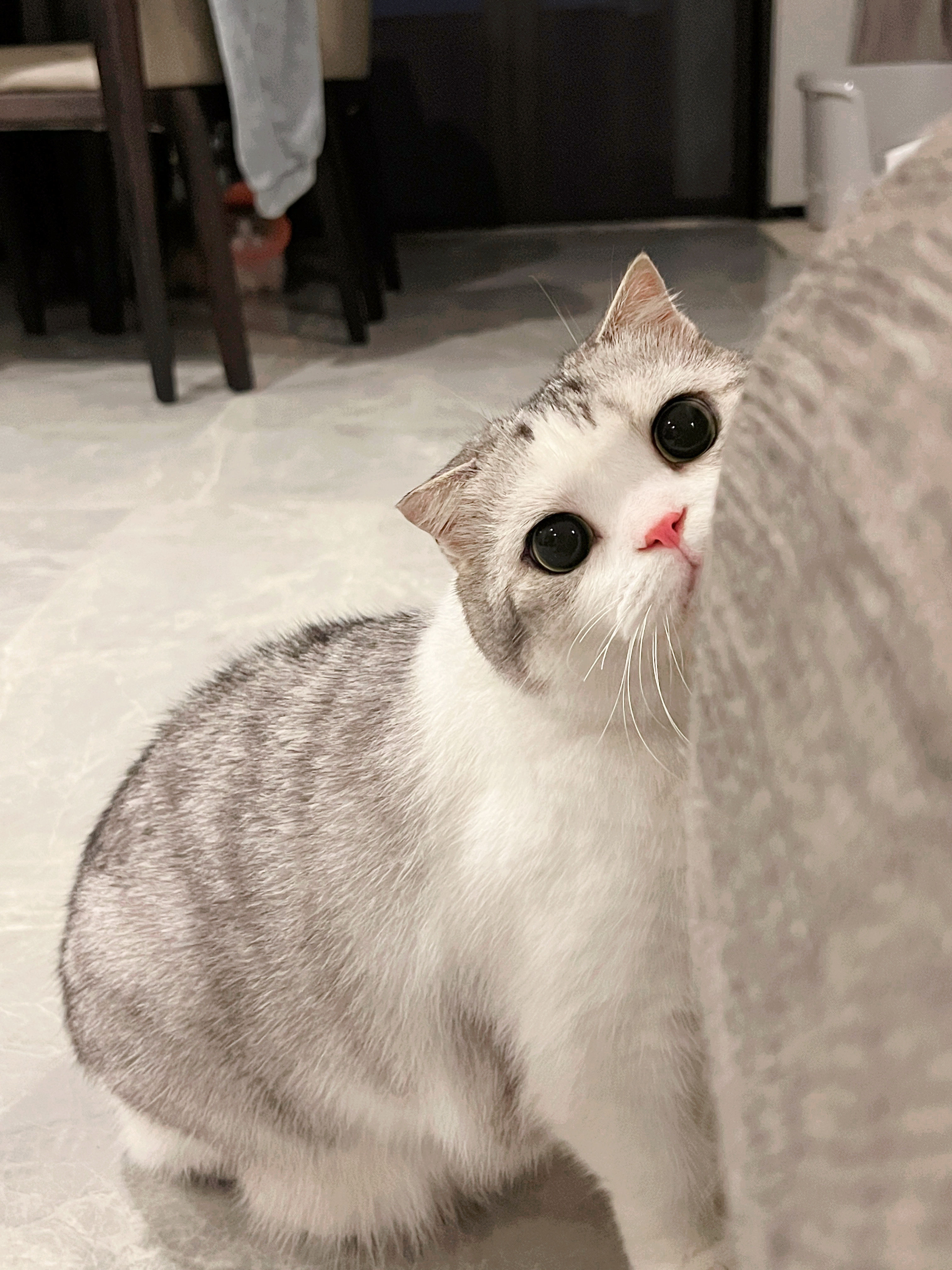 妈妈坏！吓小猫咪一跳！ #喵趣横生# ​​​
