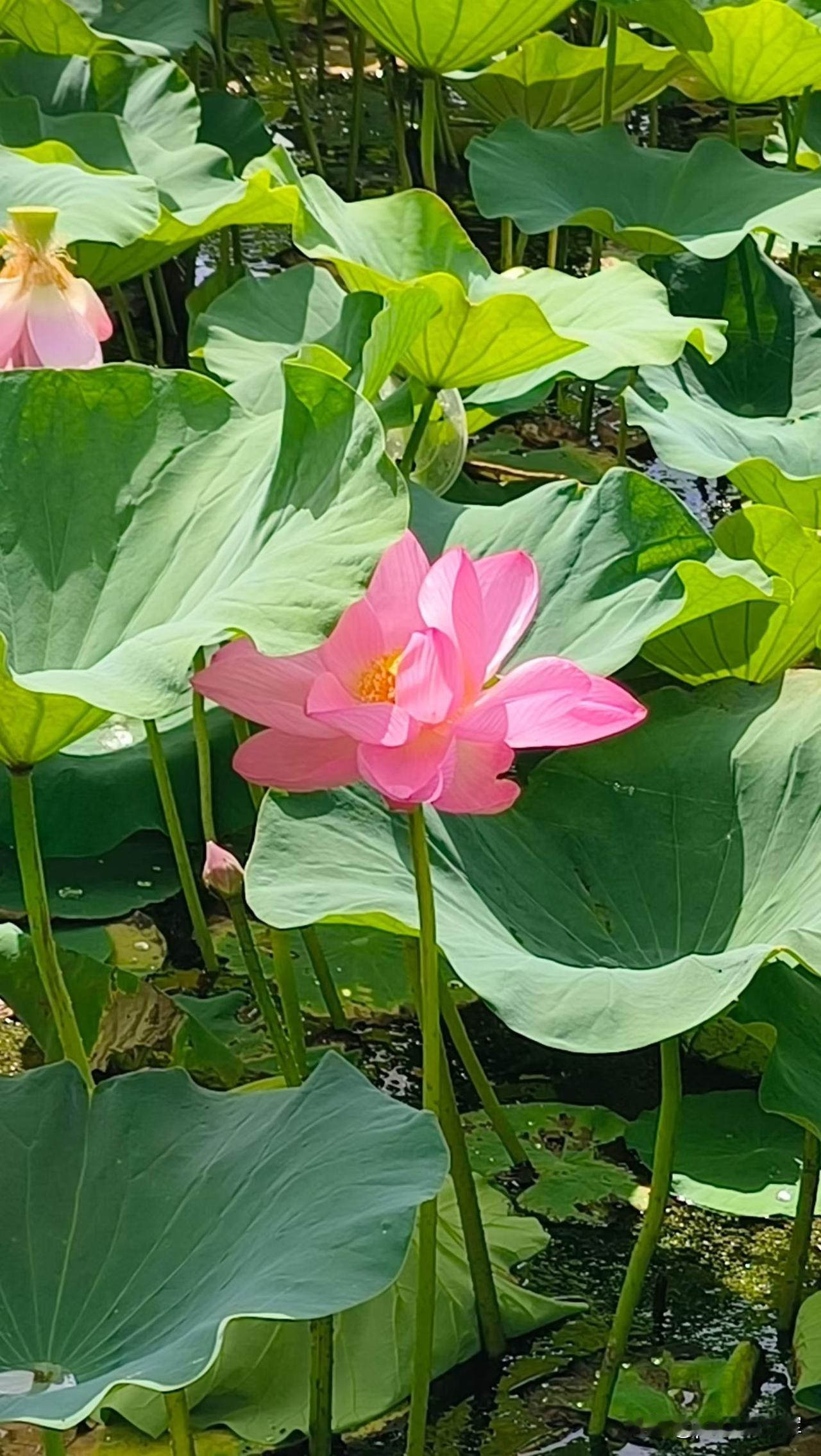 老长春人都知道这家医院，因为坐落在长春市南关区五马路，又叫五马路产院。
我产检和