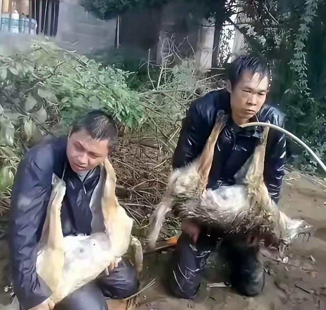 你能想象吗？村里原本安宁祥和，可最近狗却接二连三地丢失，这可把村民们急坏了，大家