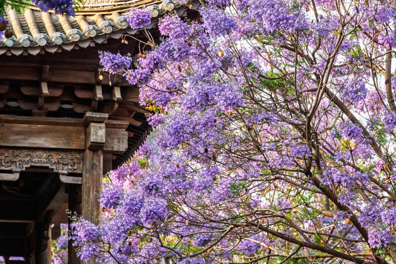 昆明富民上河院蓝花楹。昆明富民上河院蓝花楹