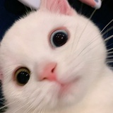 甜甜嫩侃侃科技