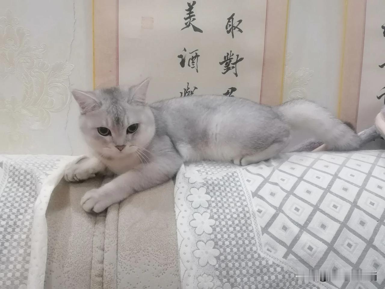 介于黑猫和白猫之间的猫，有灰猫，狸猫，花猫，黄猫，，，现在还有很多种叫不上名的卷