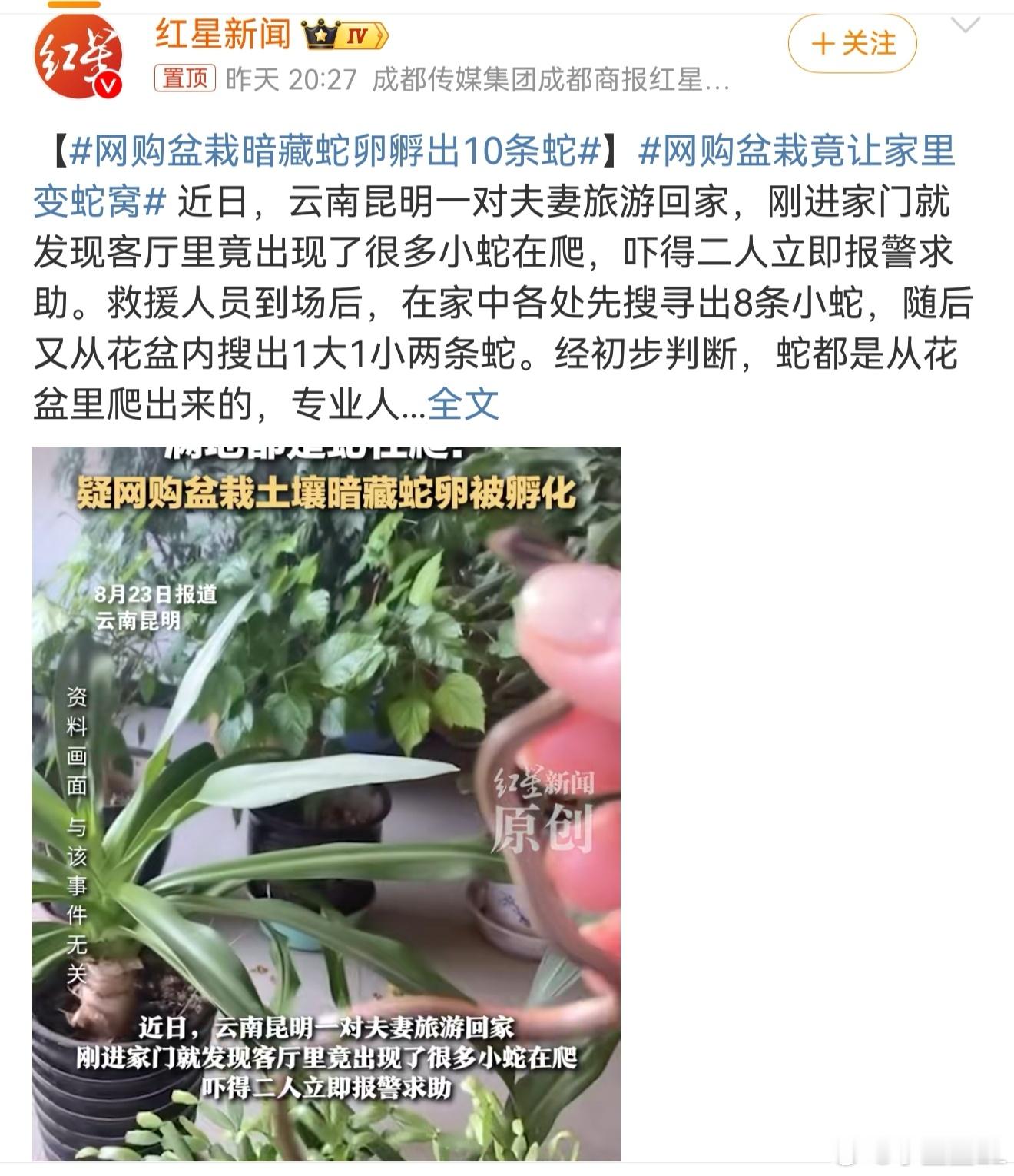 网购盆栽暗藏蛇卵孵出10条蛇 哈哈哈，旅行回家的惊喜（惊吓）呀。小窝变蛇窝了。你