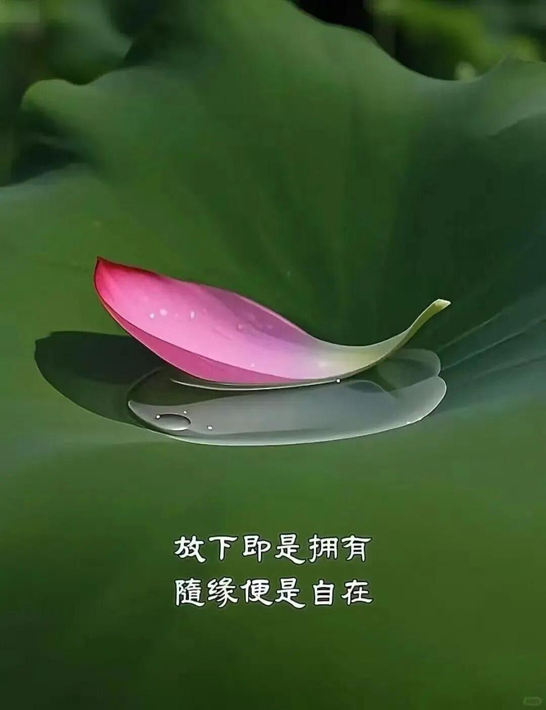早上好，愿大家心想事成，笑口常开[福][福][福]