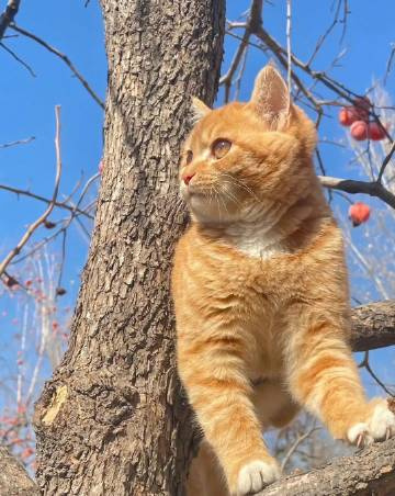 被招财猫看到的你，请不要无视要暴富 