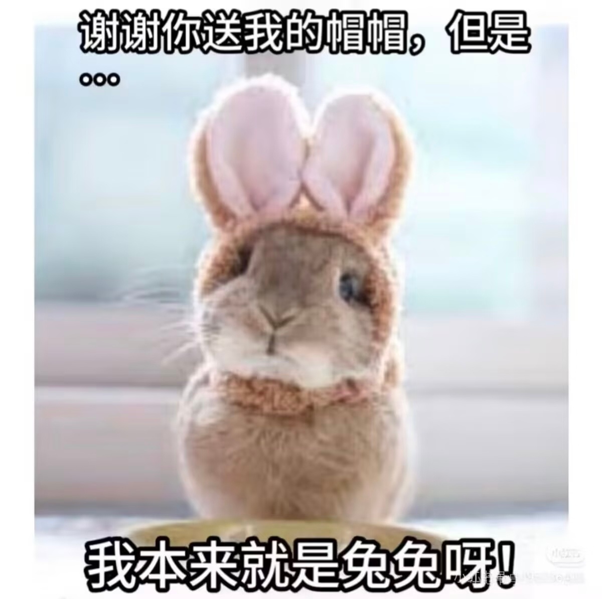 我看到东儿直播间的兔耳特效时： 