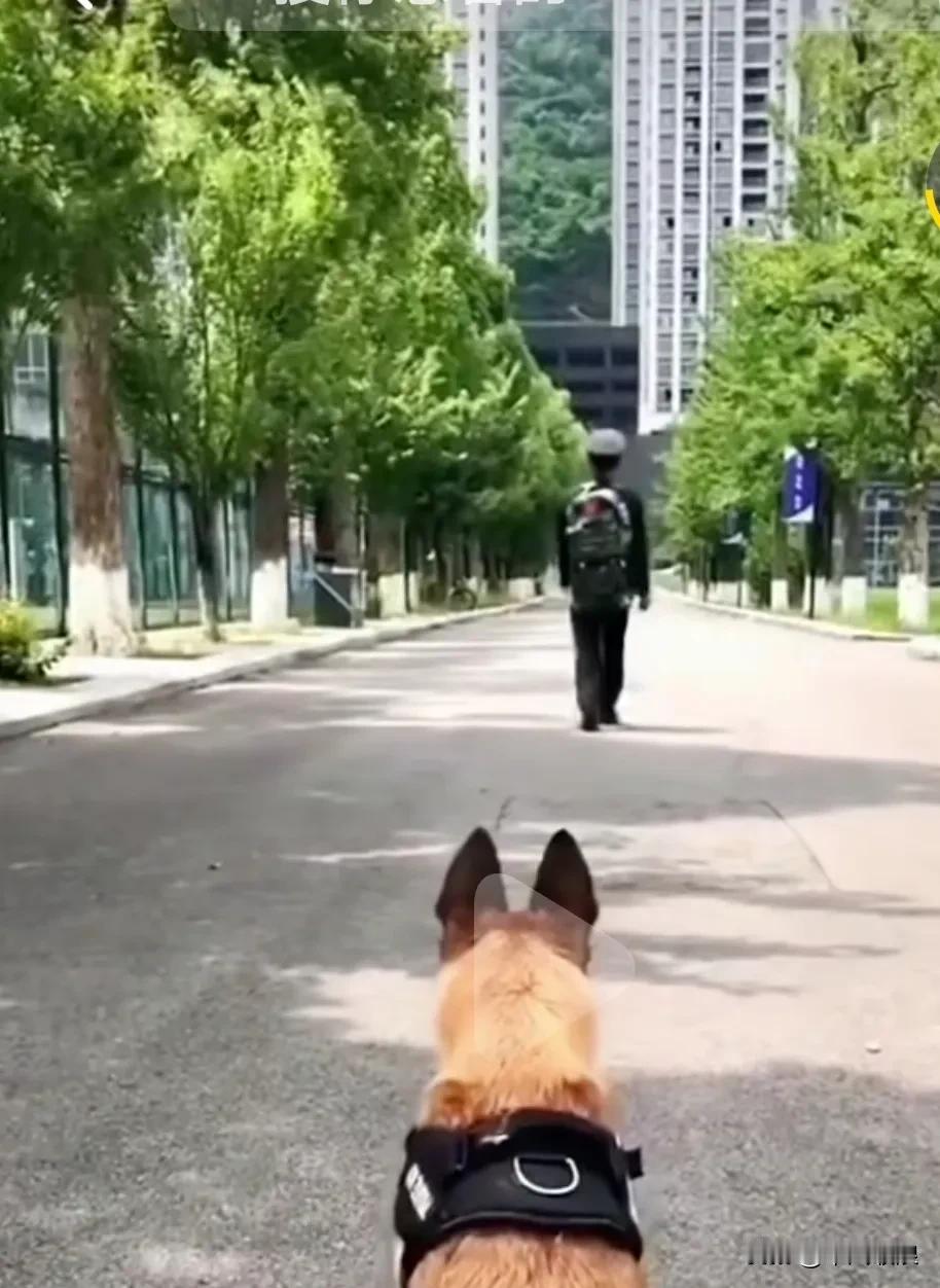 训导员退伍工作犬来送行，不忍心正面看着狗狗，只能背对着它边走边抹去心痛的眼泪。工