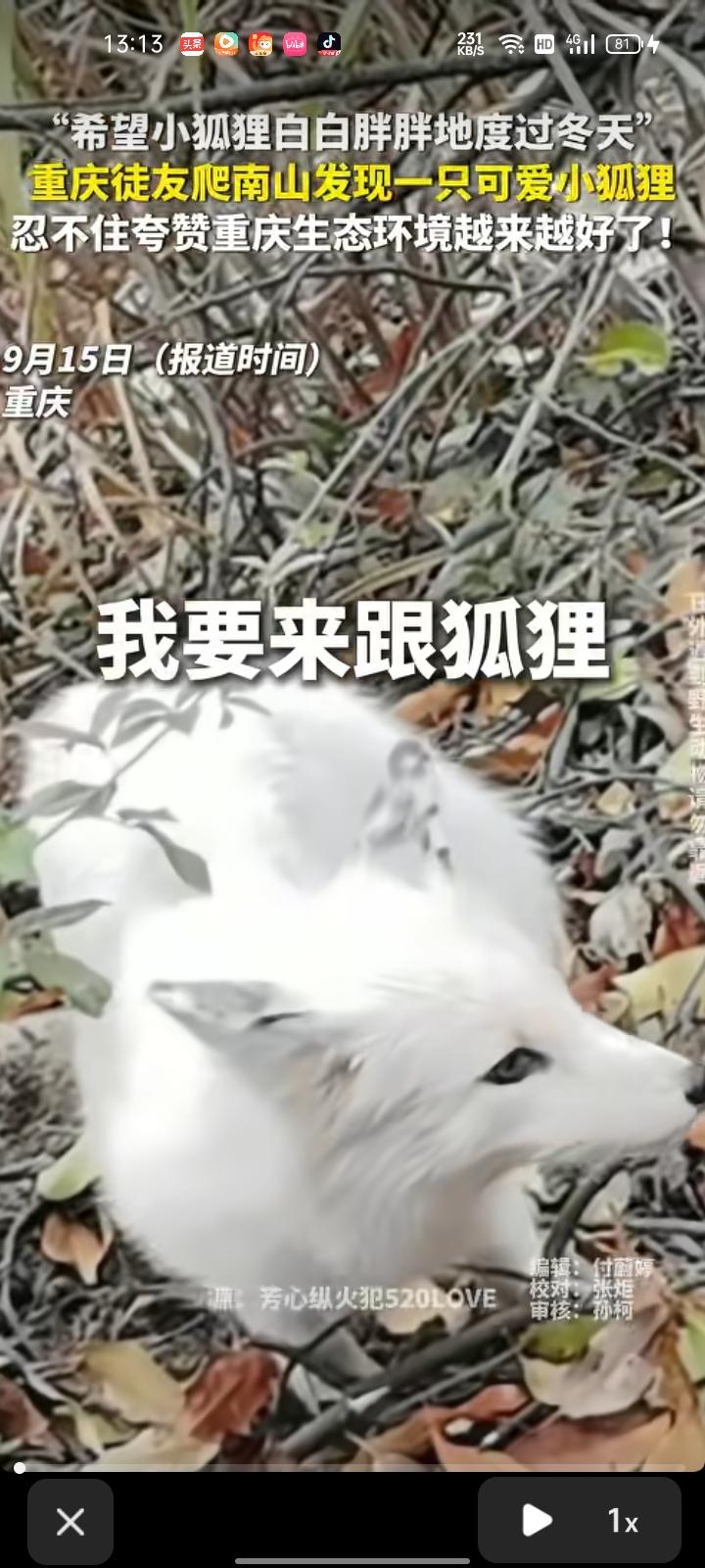 9月12日，重庆。网友发视频称，爬南山里的蛇头山发现一只可爱的小狐狸，它的身形比