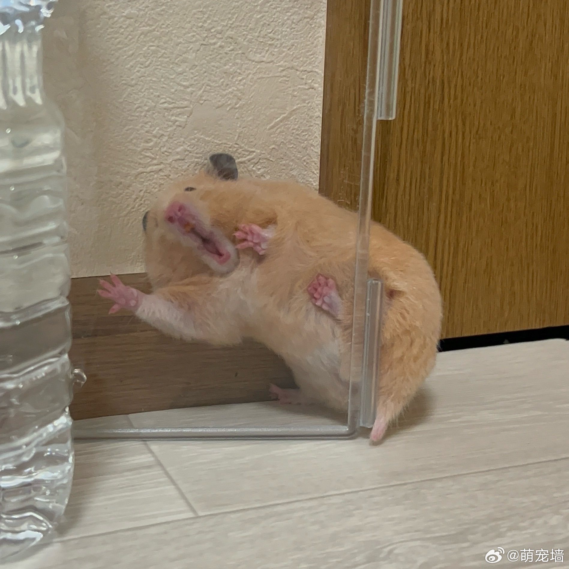 哦哟 