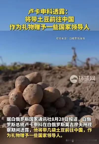 令人惊讶！卢卡申科要带土豆来中国，作为礼物赠予一些国家领导人。报道称，今年白俄罗