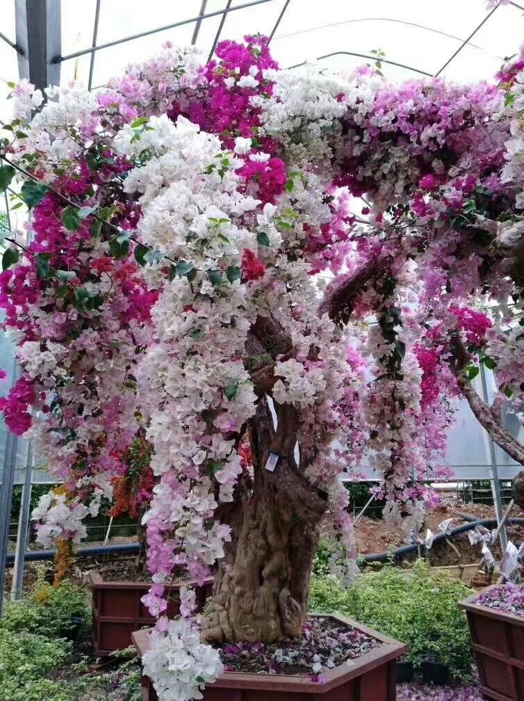 周末重磅消息，下周走势前瞻！
周末重磅消息如下：
一、据媒体报道，美国《华尔街日