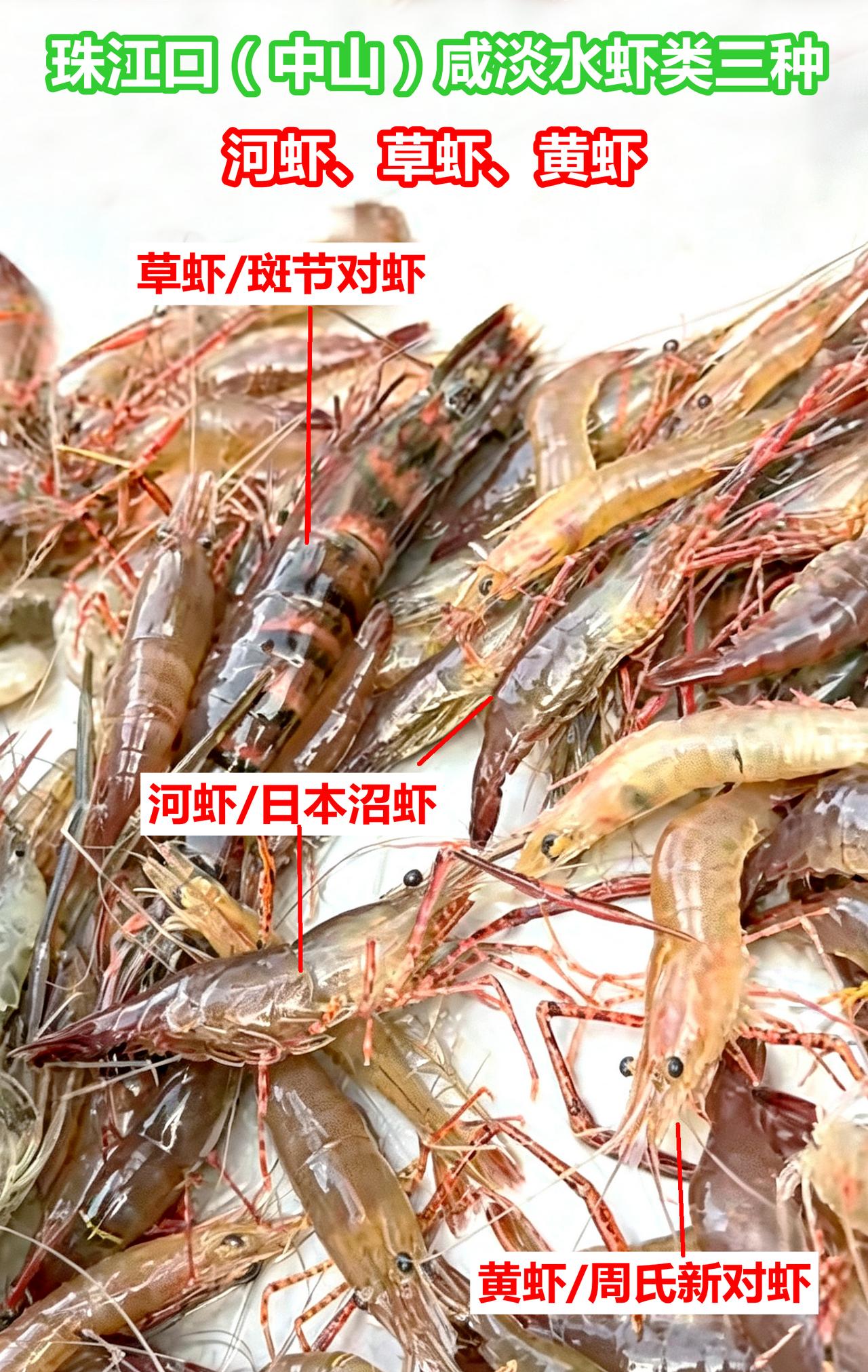 河虾、草虾、黄虾，都可能是咸淡水虾
广东中山珠江河段渔获：河虾/日本沼虾，草虾/