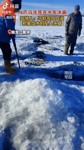 12月5日，黑龙江黑河，一村民养了10多匹马，天黑后，马悄悄出去水库找水喝，没想