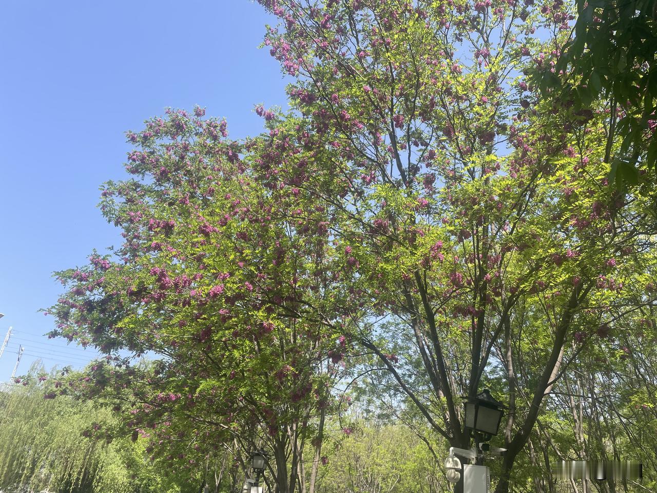 【醉桃源•春深又见野池莲】
春深又见野池莲，流莺叶底眠。
桃花已谢绿披山，清明后