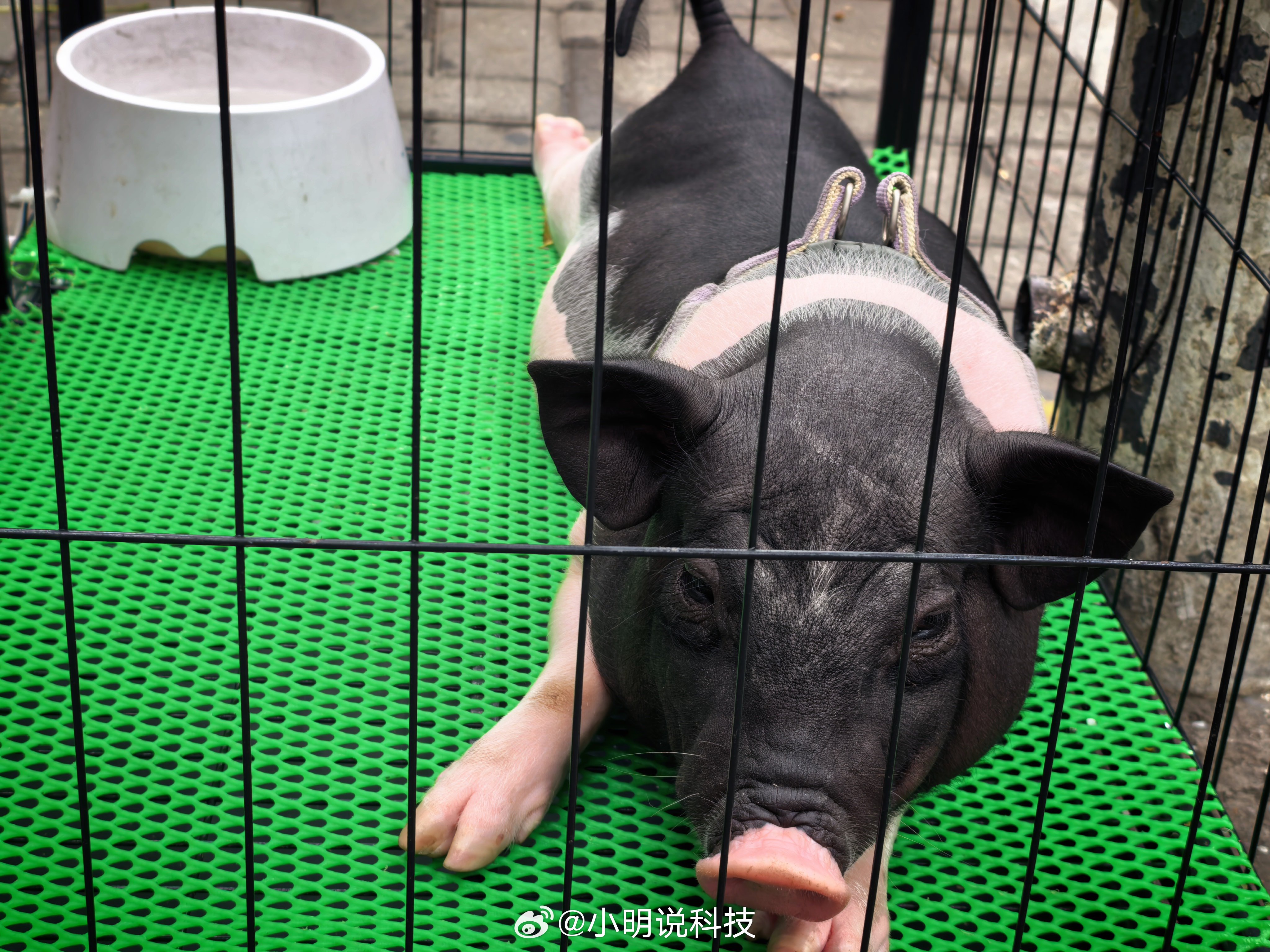 二师兄，你还好嘛~生活手记