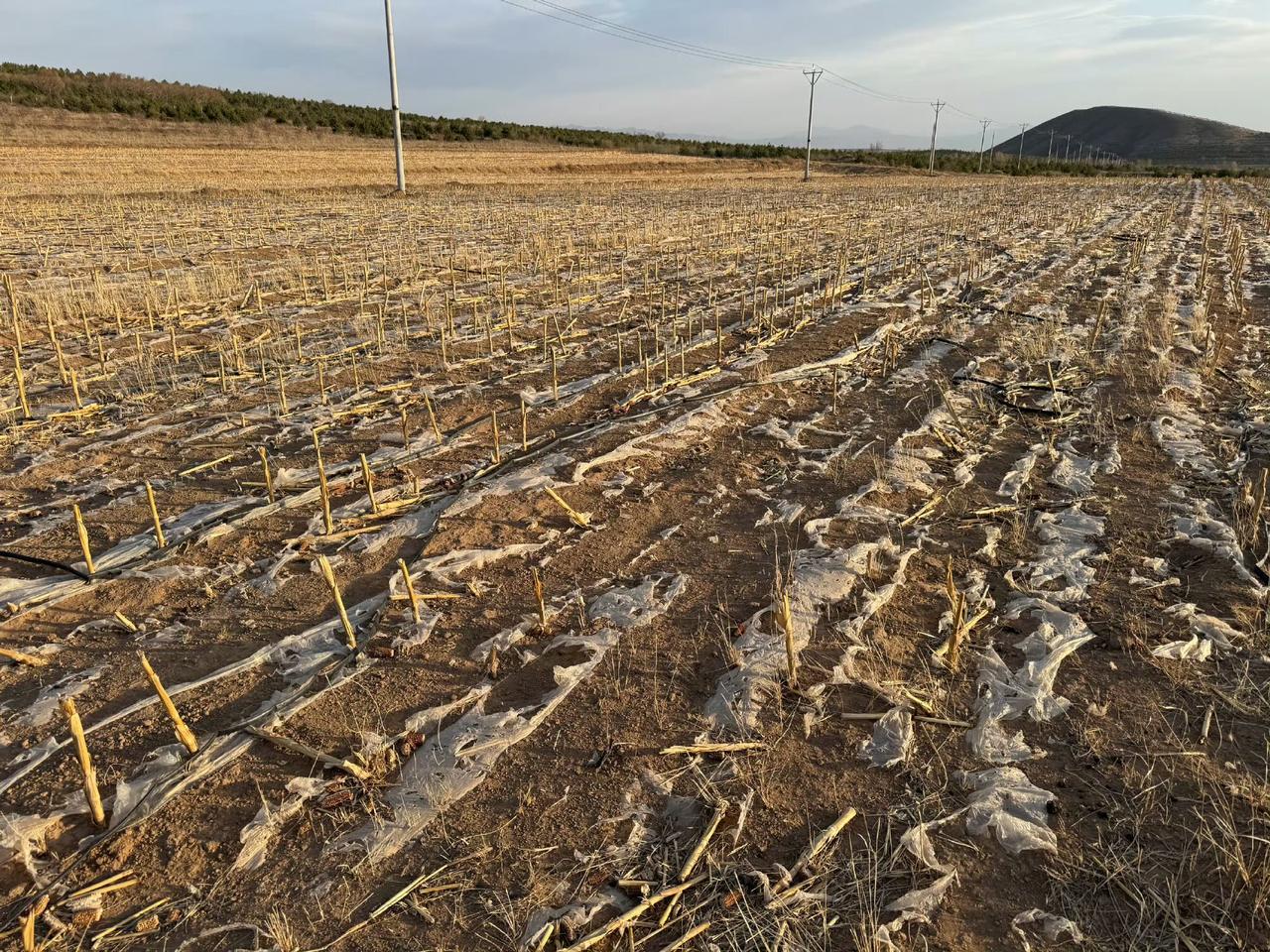 农村老家随处可见的地膜污染真是触目惊心，现在对于焚烧秸秆可以说是严防死守，因为他