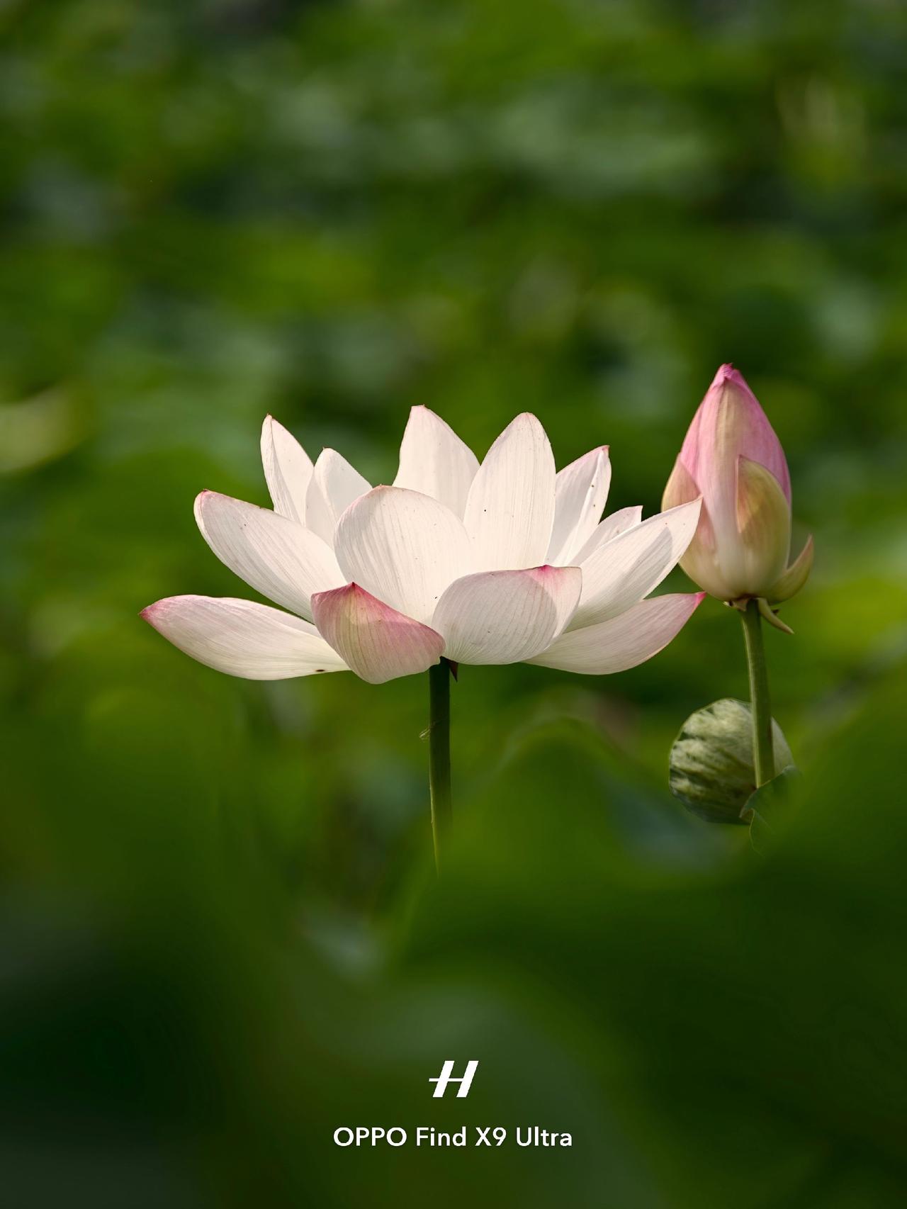 OPPO你不必宣传，有钱我自会拿下！-
沙湖公园的荷花开的正盛！
用我OPPO商