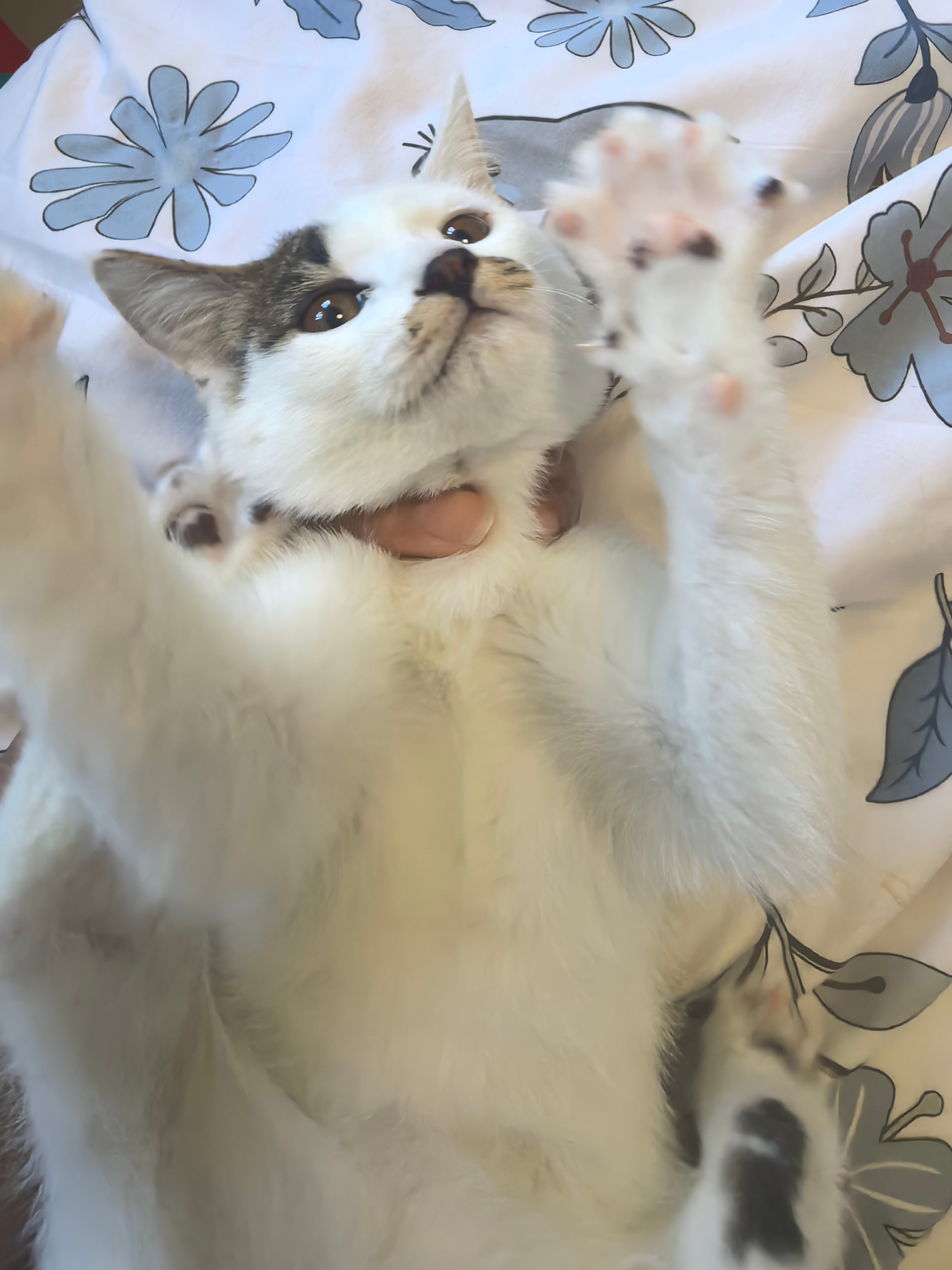 已抓获邪恶嫌疑猫 