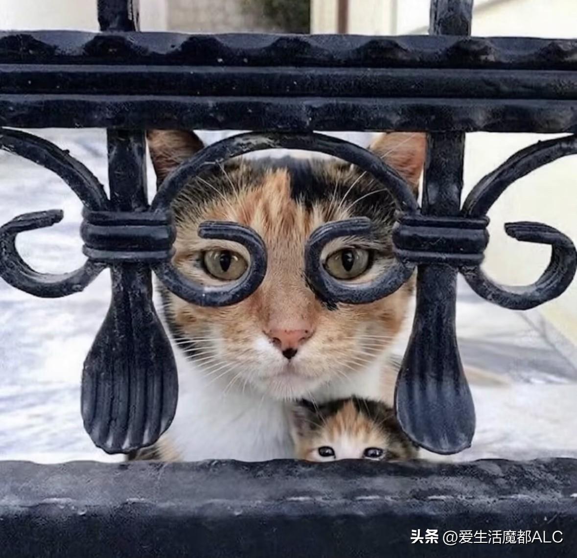 two cats 🐈