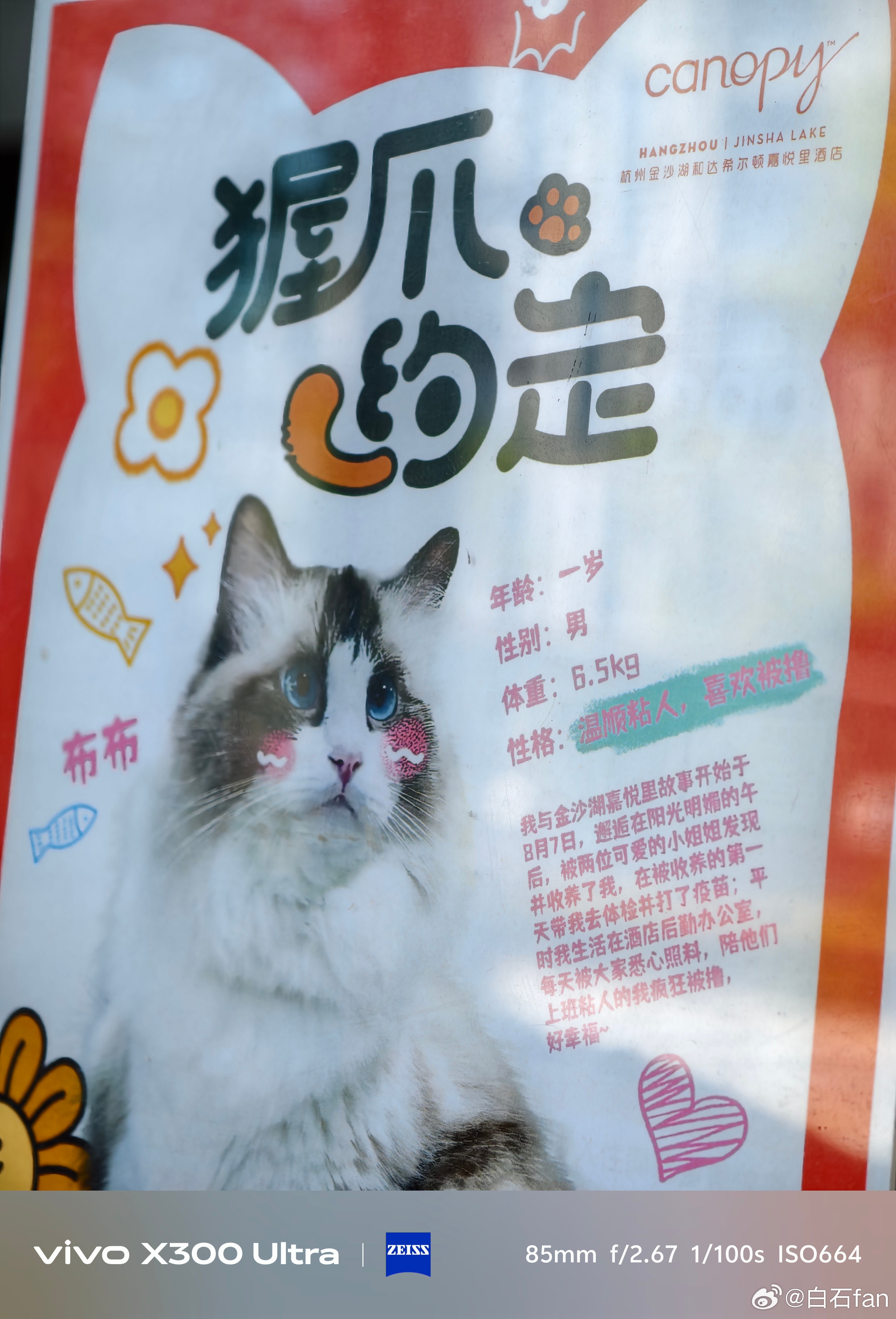 酒店自己养的猫咪可真肥呀(„ಡωಡ„)一点也不怕生见过世面的猫这是什么品种？ 杭