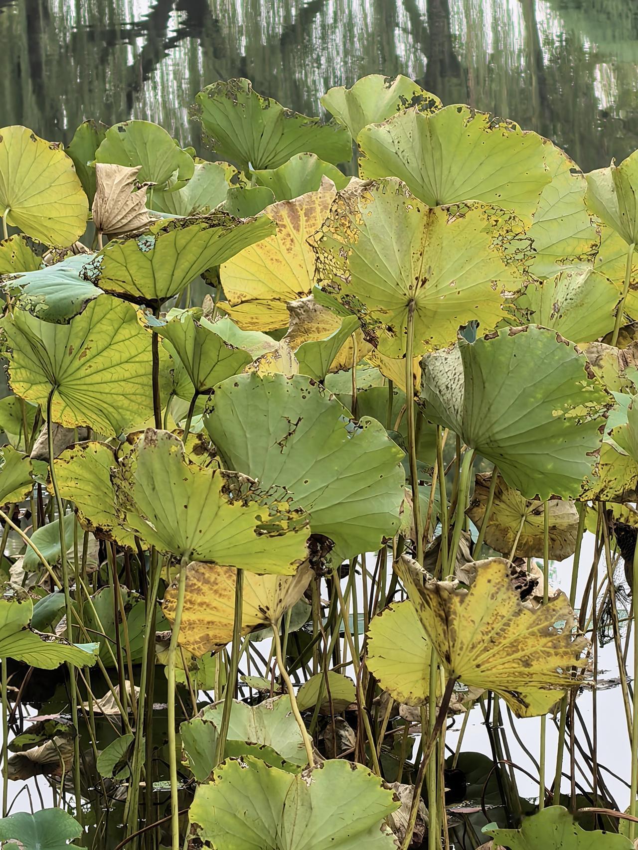 湖之秋！气候紊乱，四时失序，桂花飘香，樱花再放！残荷摇曳，柿子累累，小桥静湖，晨