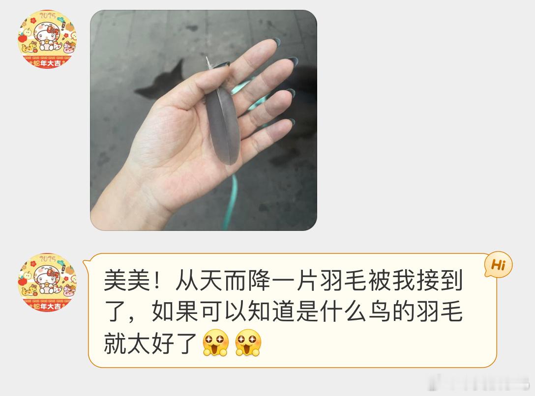 鸟粉投稿 从天而降的斑鸠羽毛🪶珠颈斑鸠：朕的馈赠罢了！ ​​​