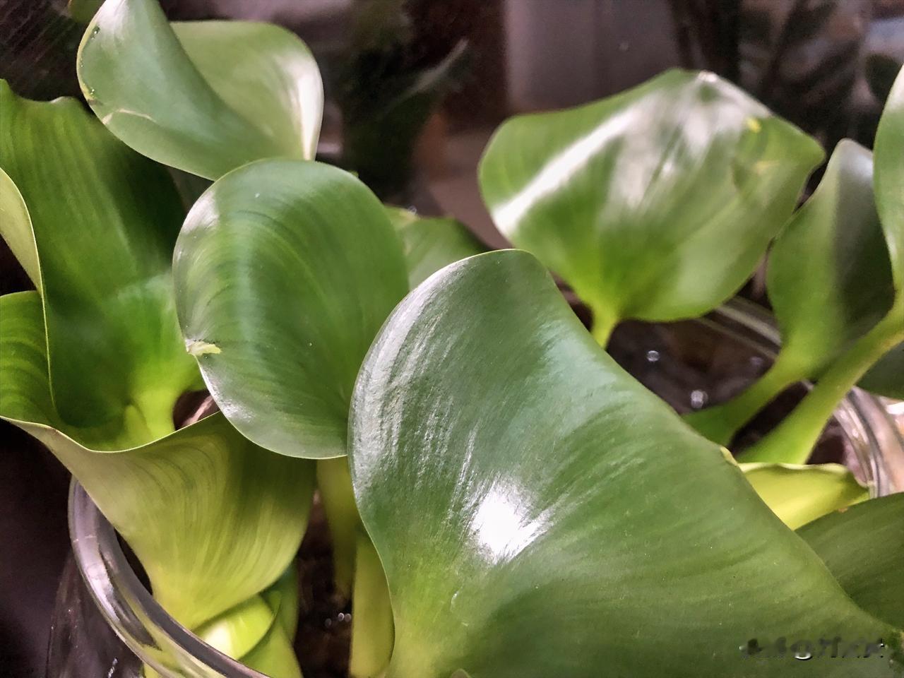 明天十五，吃啥呢……