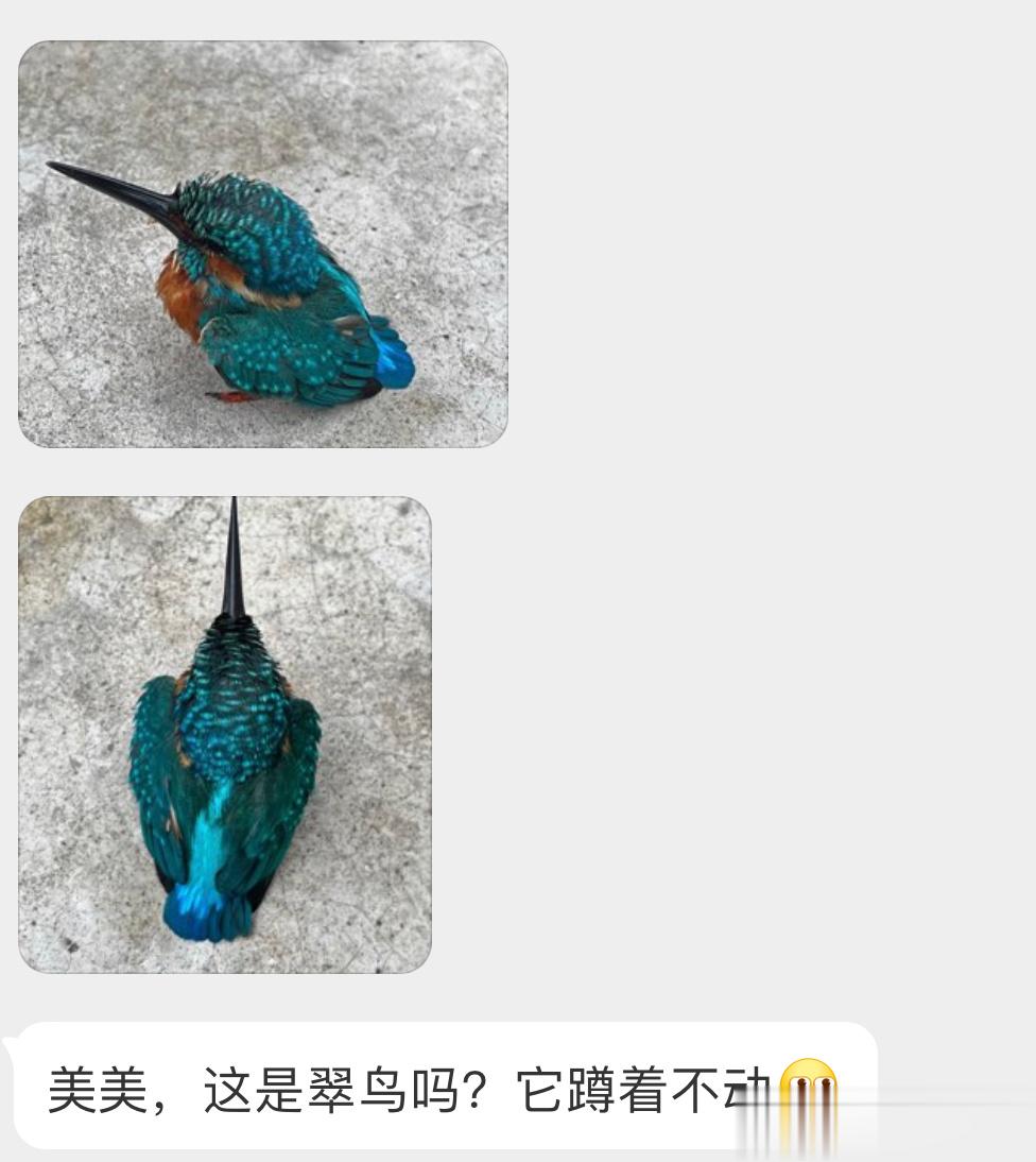 羽毛拥有天然饱和度的【翠鸟】可能撞到玻璃了，让它在安全的地方休息下 ​​​
