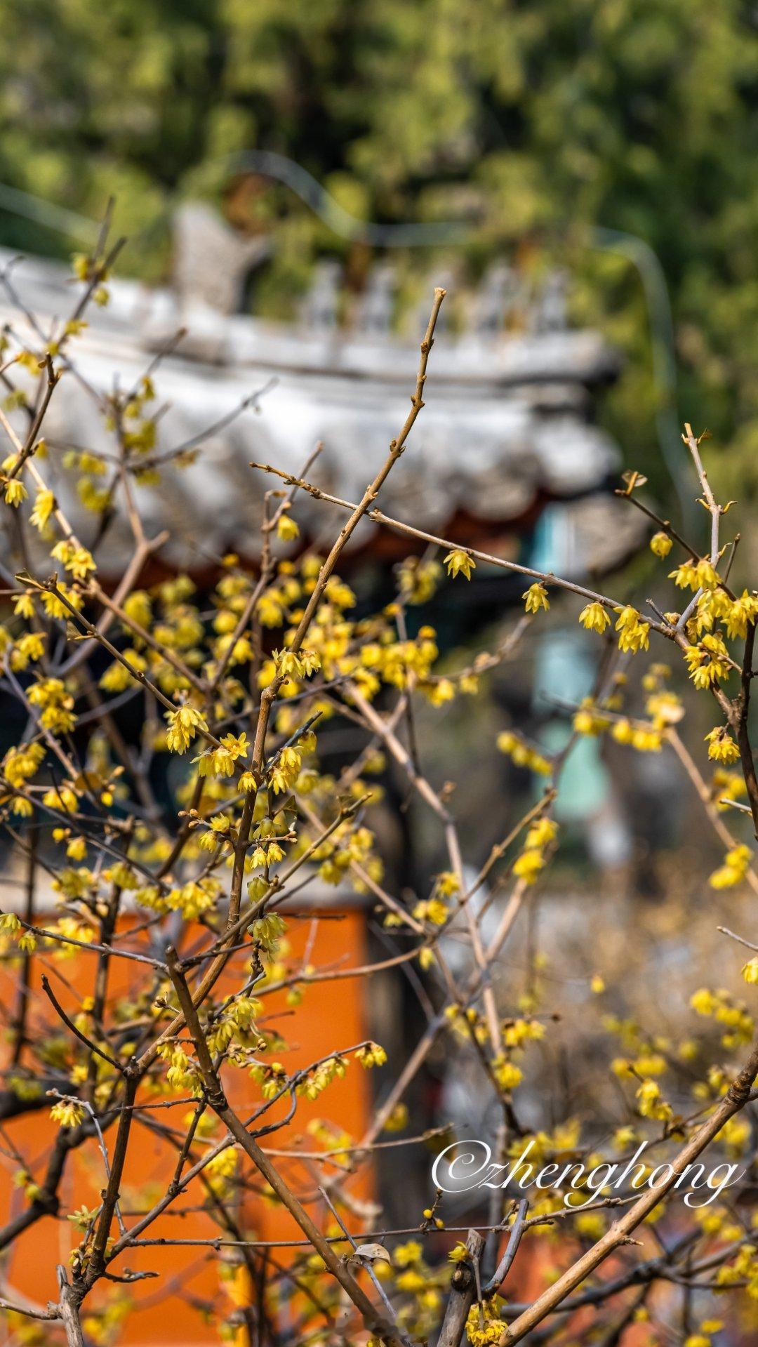北京卧佛寺蜡梅摄影​​​
