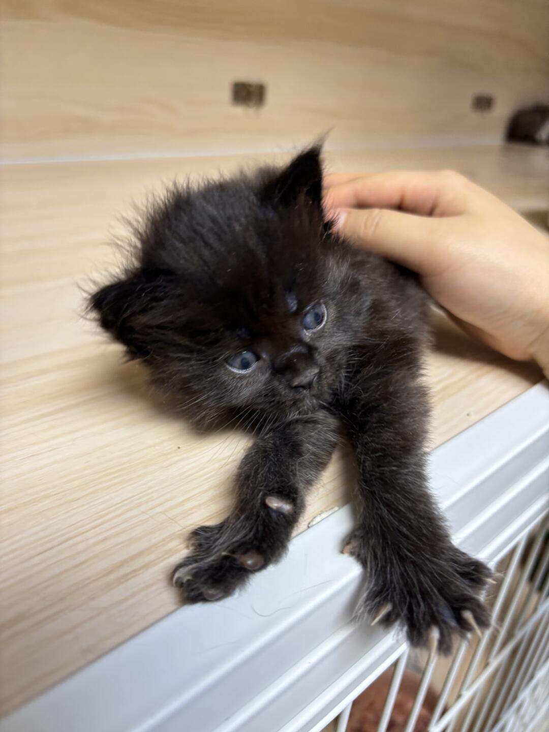 我宣布无忧渡是HE