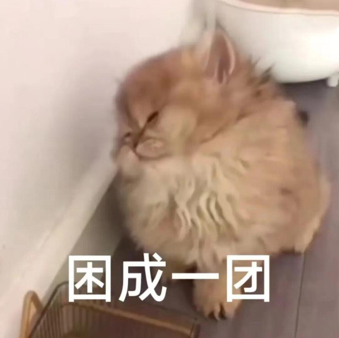 猫猫表情包 ​​​