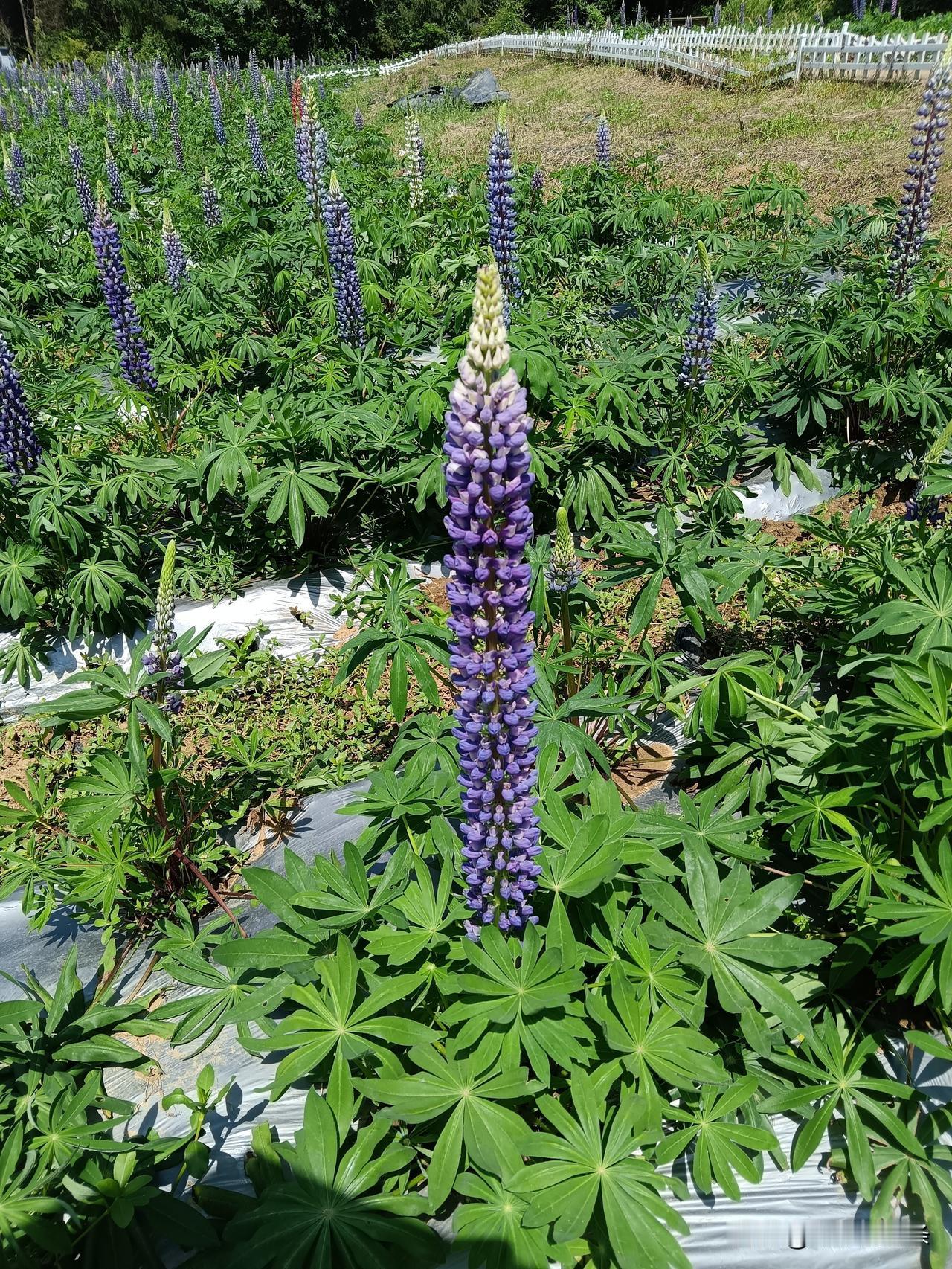 现在的年轻人离婚率走高，和成长环境、婚恋观念息息相关。大多从小被家人呵护，抗压与