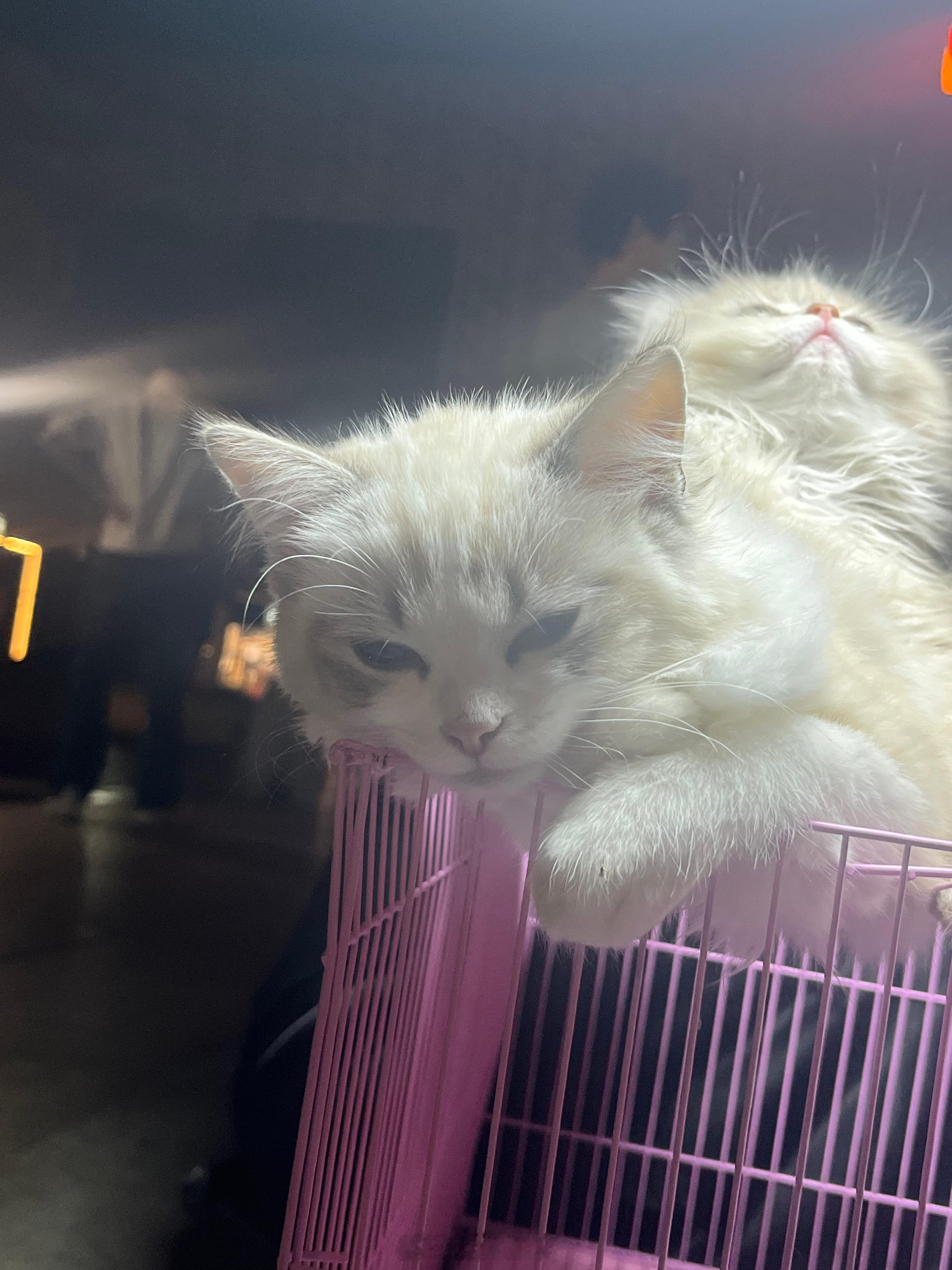 我始终觉得在路边偶遇上的小猫 是上天的馈赠总能让我心一下子软下来 