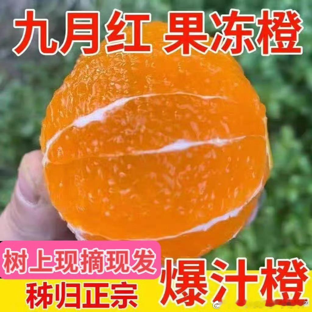 朋友们支持下博主吧，树上现摘现发的橙子真的很新鲜，家里平时就喜欢吃水果的，可以购