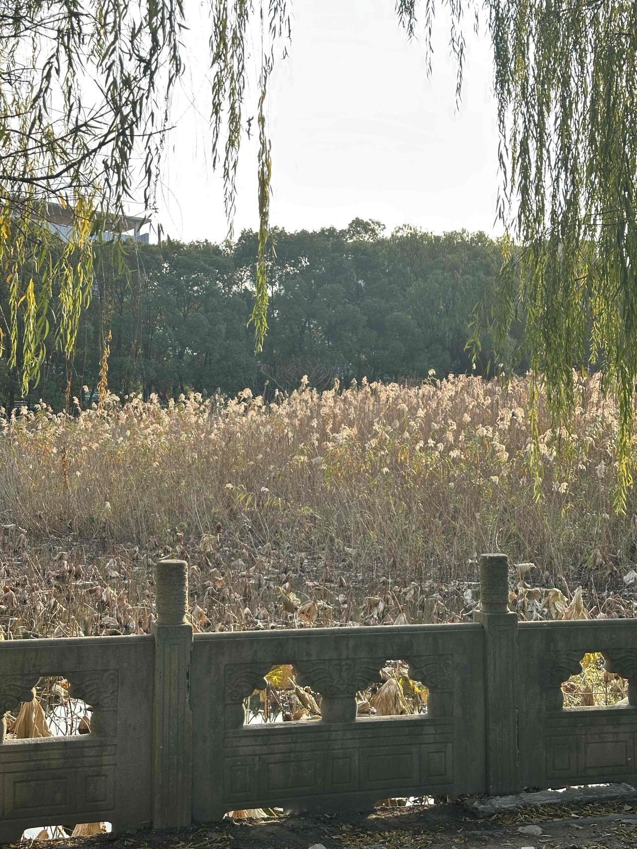 分享手机里随手拍的风景照
