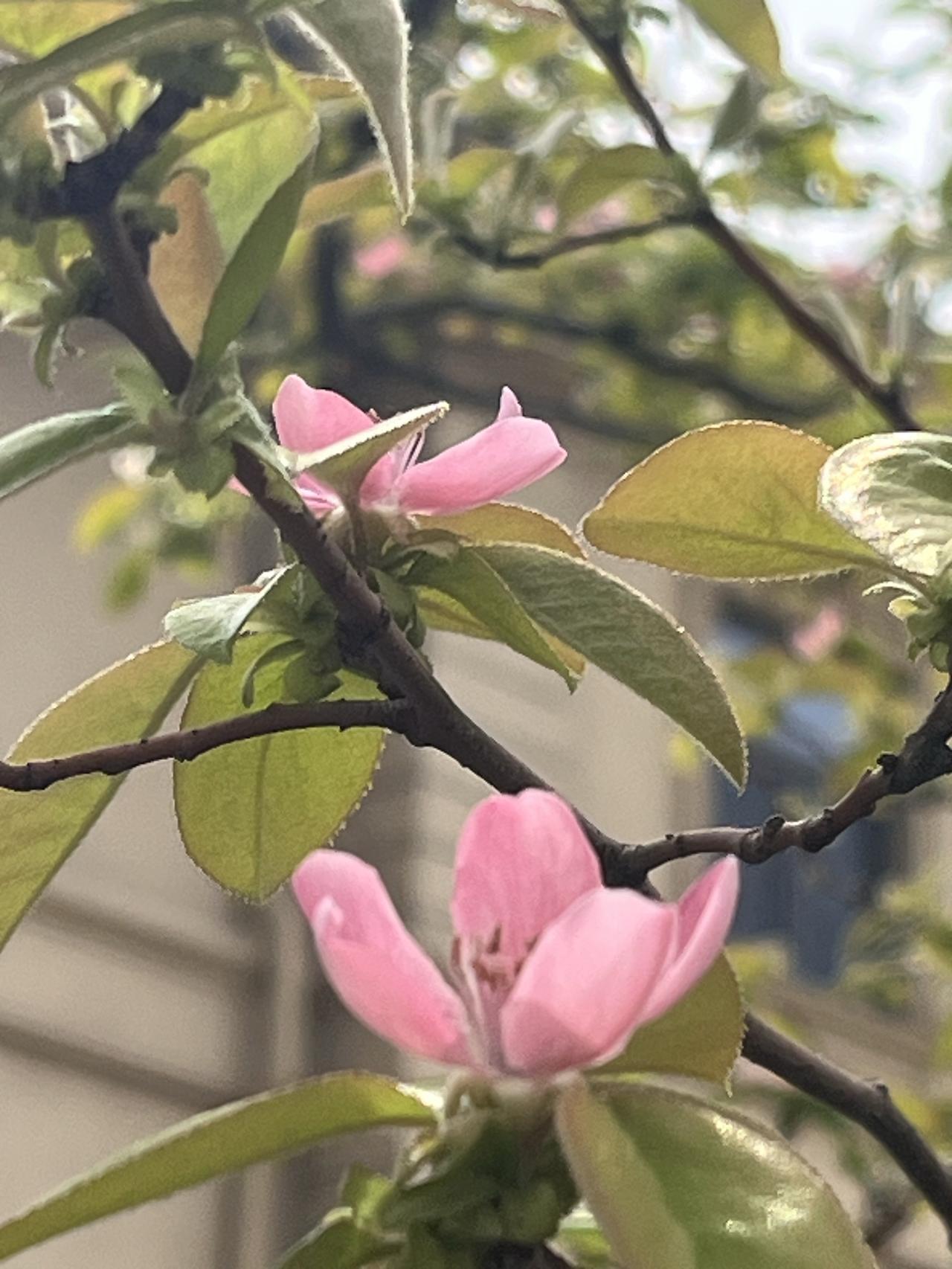 市场最近一段时间上窜下跳，下周也是一样，首先美伊之间谈与打交替进行，一天几变，短