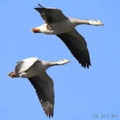 包钢股份技术分析

包钢股份近两天一改以前气势磅礴的涨势，陷入了调整之中，从三月