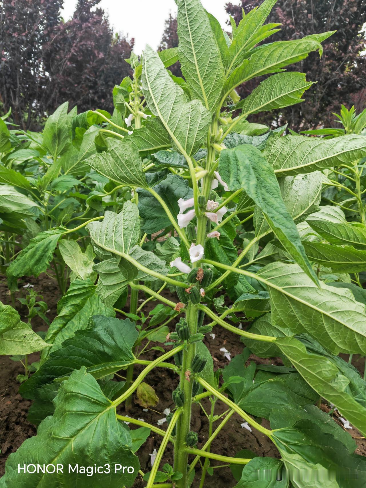 芝麻开花节节高！
       今天在路边见到芝麻开花，就顺便跟孩子讲一讲芝麻开