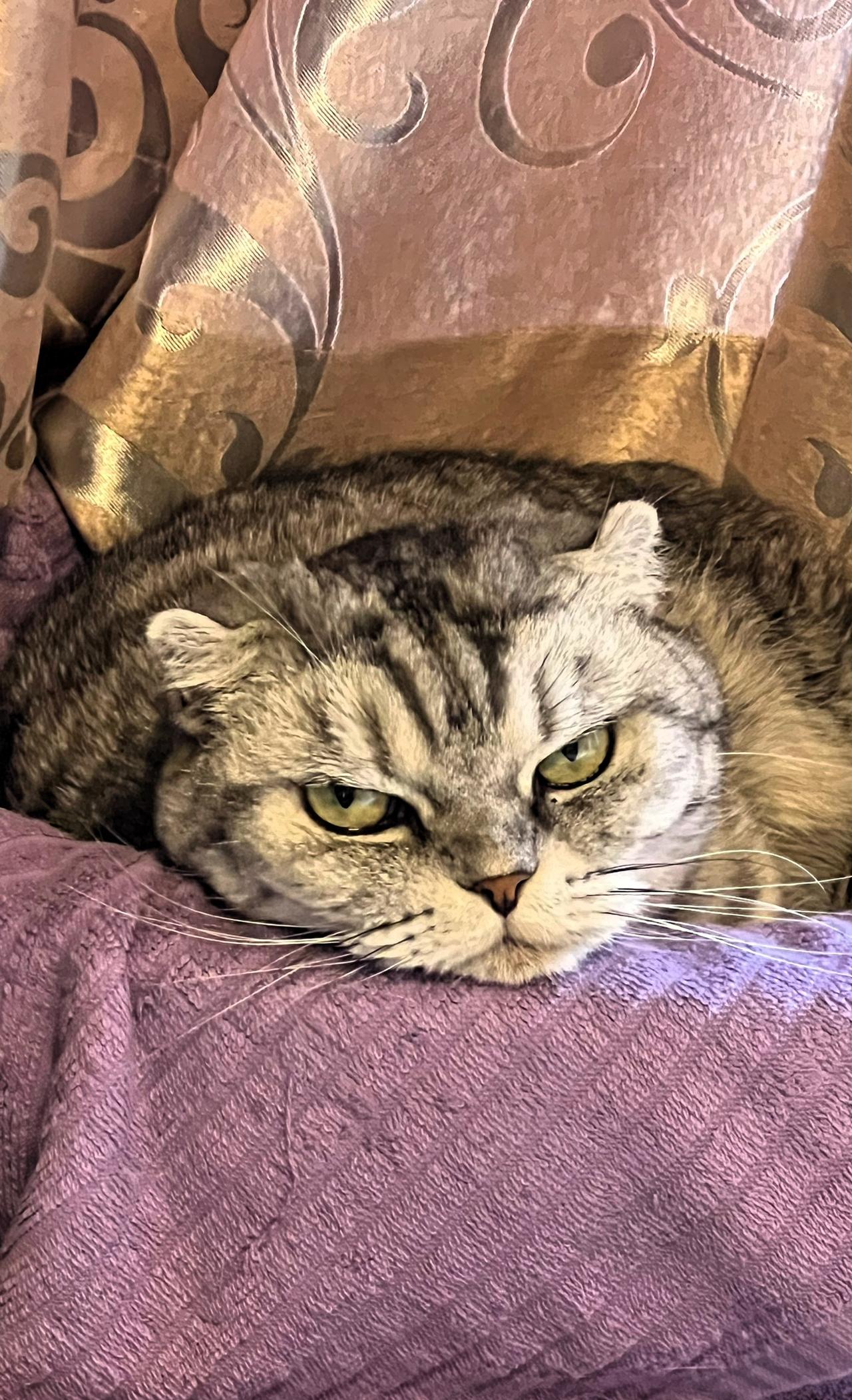 【原创】宠猫日常：猫咪的神秘眼神，让人不禁好奇它在想什么？