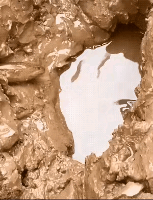 大自然真的很奇妙，大家猜猜黄鳝和鲤鱼最后谁能安然无恙？