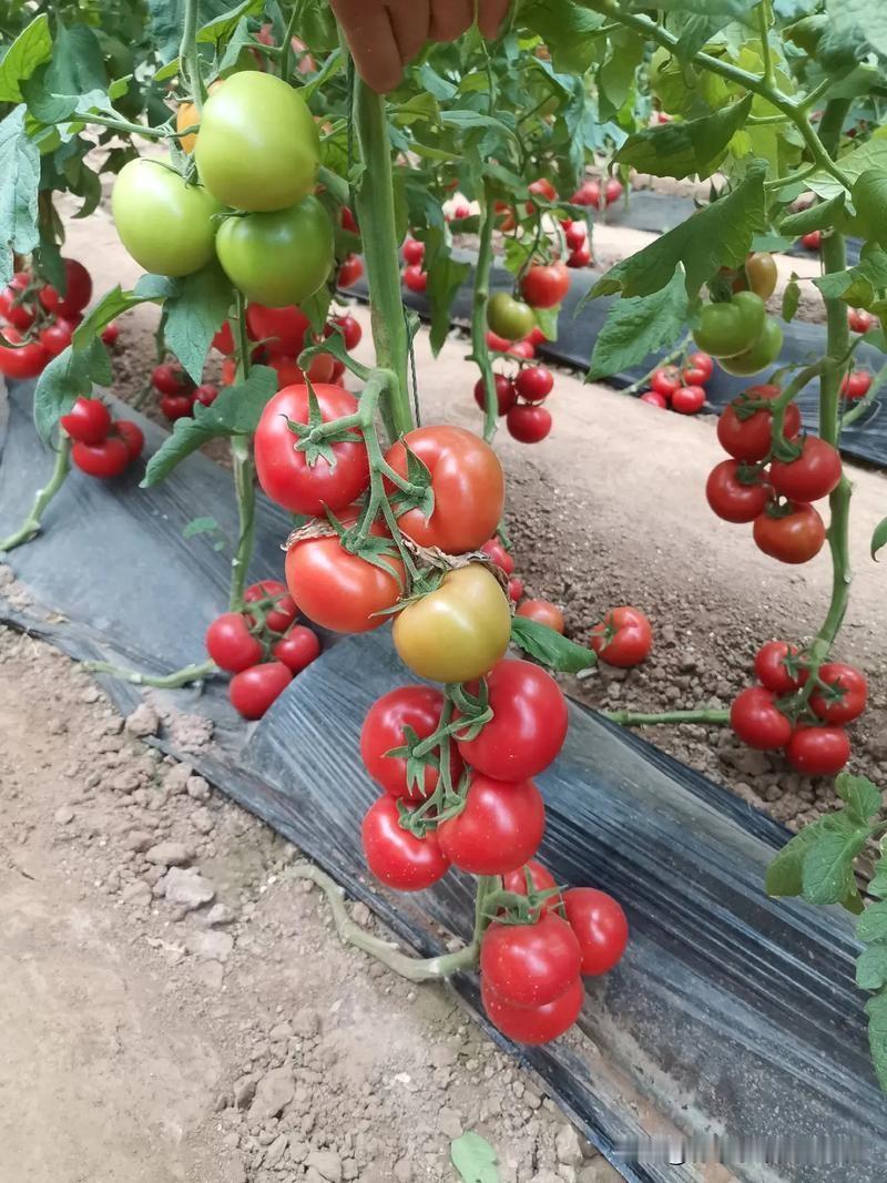 蔬菜整枝口诀
 
茄子首花切莫留，侧枝齐打长势优。
辣椒现苞疏底叶，通风透光果丰