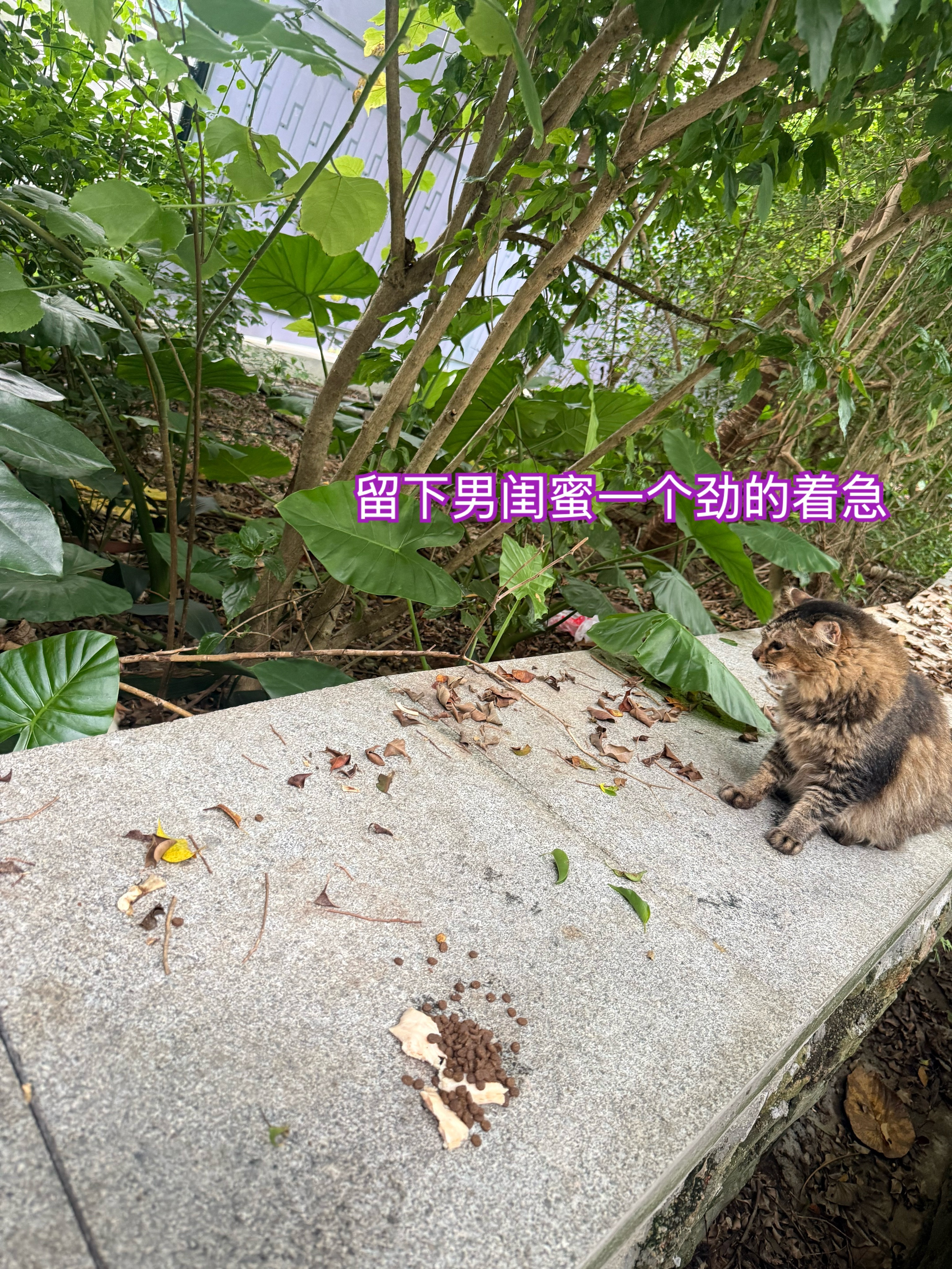 绝育的公猫放归后很温柔，会守护小母猫，甚至有东西好吃的会让给母猫喂孩子，不争不抢