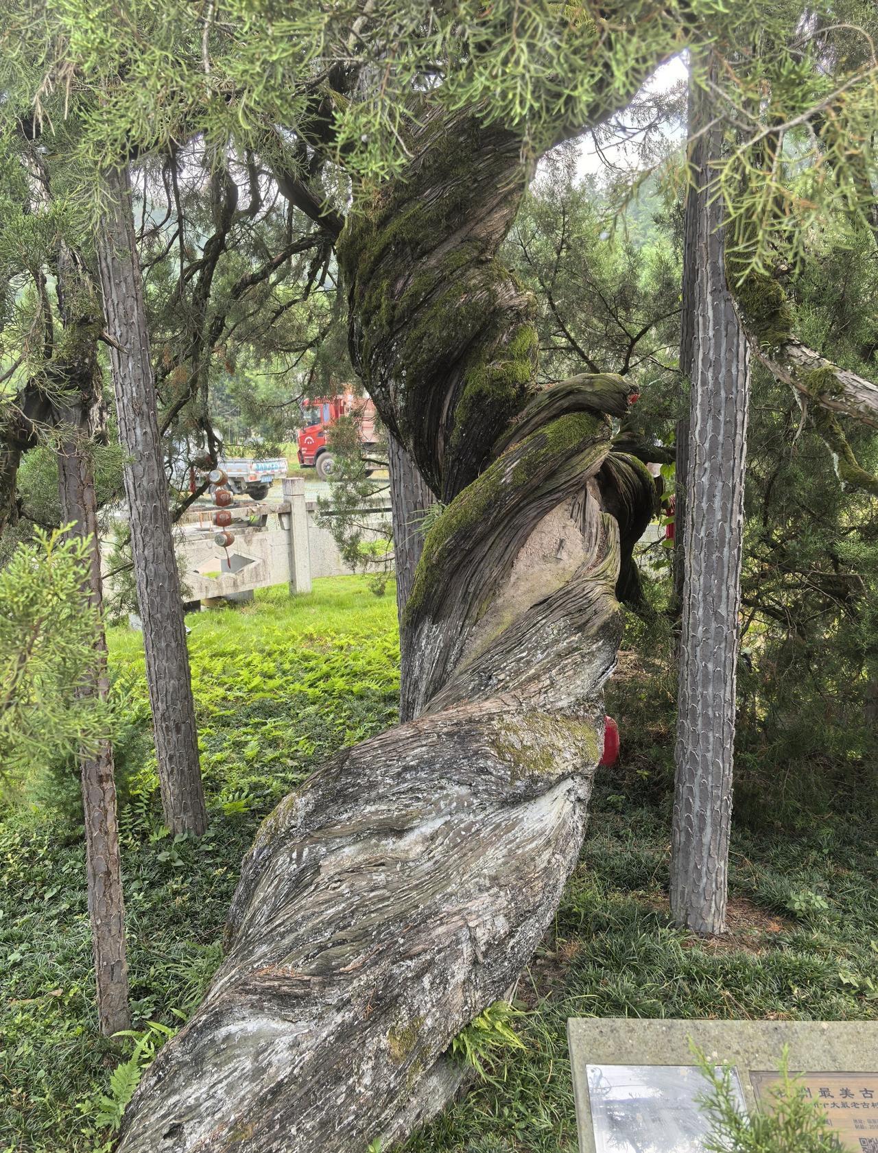 国庆中秋长假，
自驾游古村落。
再次参拜寿龄高达2000岁的杭州最美古树，
它为