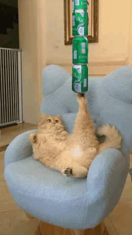 厉害！这一猫一鸡成精了！2个小动物居然都会耍杂技？这是真的还是视频剪辑拼凑的？大