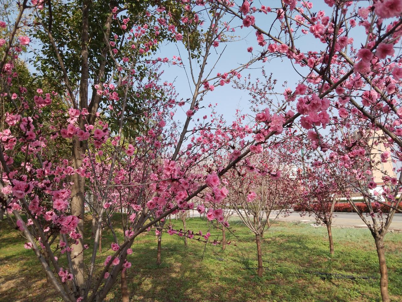 春风拂过，满树粉艳热烈绽放，像揉碎的云霞落在枝头。碧桃的花瓣层层叠叠，在晴空下晕