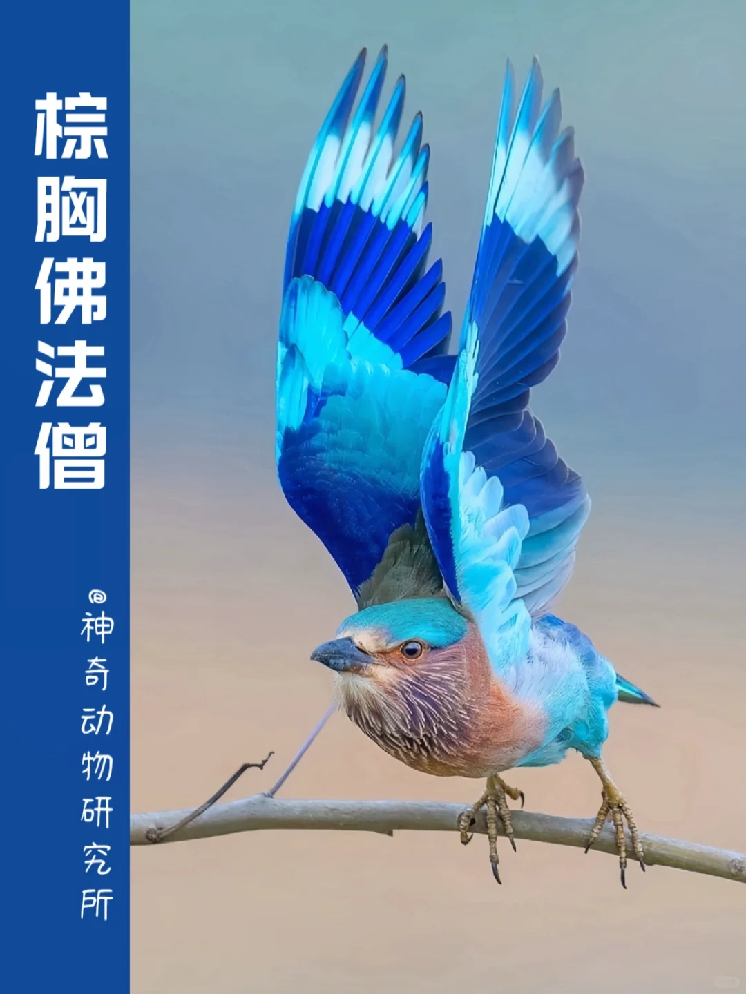 每天了解一种趣味动物👀棕胸佛法僧