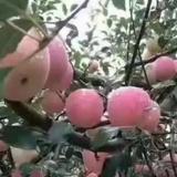 暖芋爱玩国际