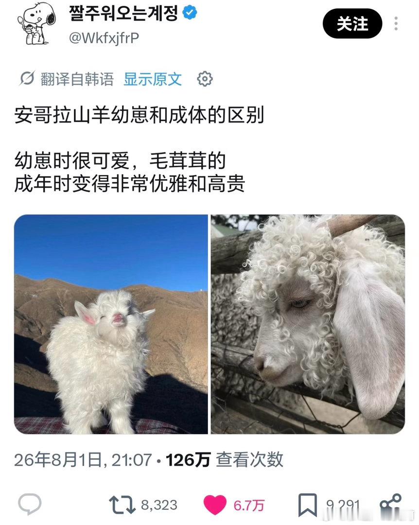 羊塑一下2 