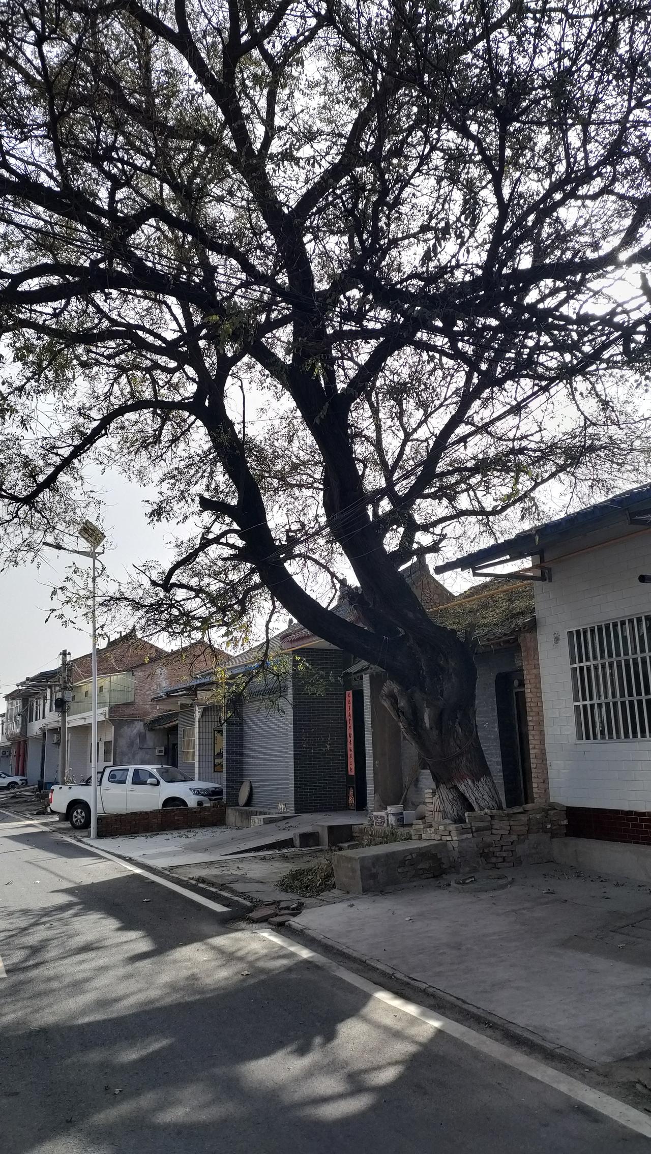 冬日生活打卡季百年古槐