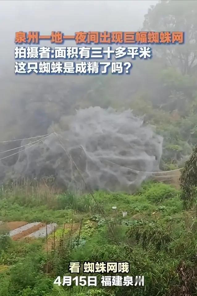 惊呆了？福建一地出现“巨大蜘蛛网”，宛如“盘丝洞”，是神秘力量还是自然奇观？专家
